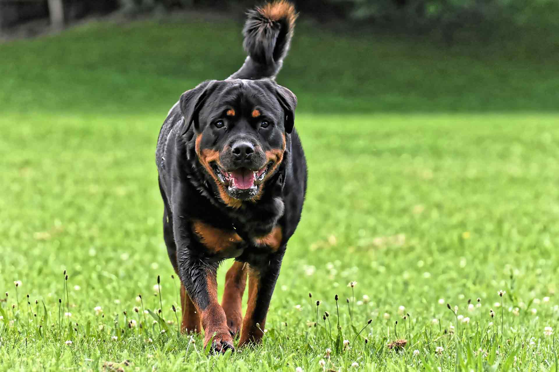 Sachkundenachweis für bestimmte Rassen